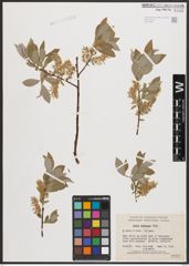 Salix bebbiana Sarg.